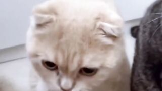 Funny cats #funny #cat #funnycat #funnypet