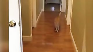 Funniest animals