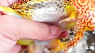 Beautiful frog