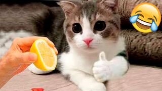 Funny Animal Videos 2023 ???? - Funniest Cats And Dogs Video ????????