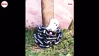 Funniest animals