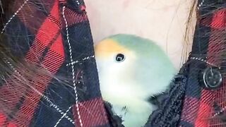 Cute parrot