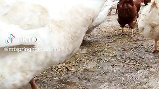 Ducks