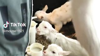 Goats Babies.