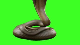 Green screen video