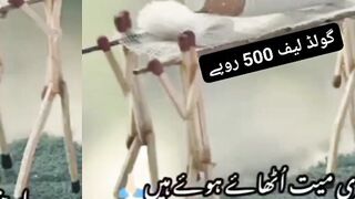 Funny Video || Cigarette Dead video