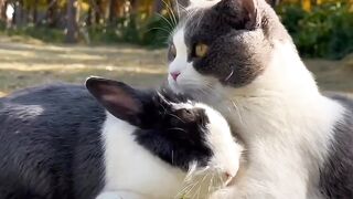 Cute Cat status video