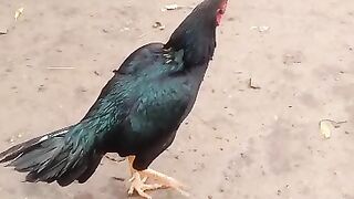 Aseel Murga . Pakistan.