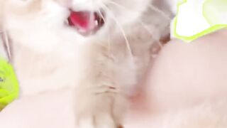 Cute animals video, cute cats playing
