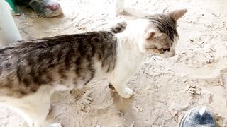 Cat funny