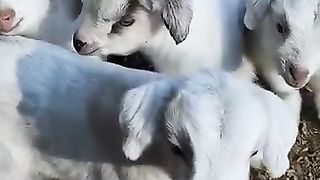 .funny memnay shorts video.