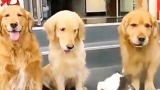 Photoshoot Dog and cat