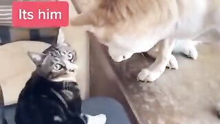 Funny animal video,best funny animal video 2023