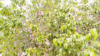That is a beautiful flowering plant for your home improvement