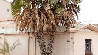 The most beautiful palm tree for your house decoration
