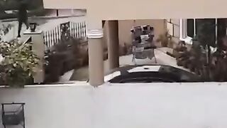 Tiger attack on public