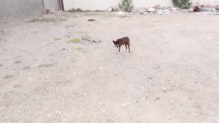 Cute back dog