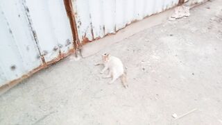 This is a very nice and cute funny cat