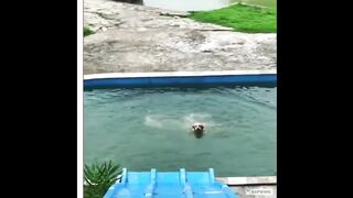 Funniest Dogs???? - Don't try to hold back Laughter ????Best Dogs Funny Moments - Funny Dogs Life # P23