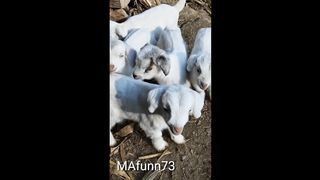 Baby goats