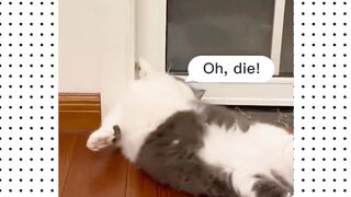 Pets funny video