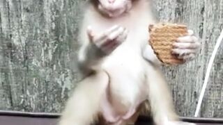 funny monkey