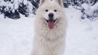 Snowing on Fluffy dog.