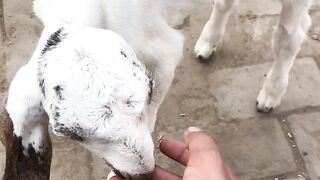 My baby goat ❣️