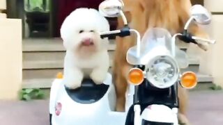 funny dog
