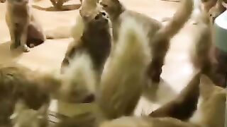 Funny cats