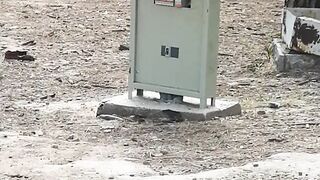 Funny monkeys leaching ????????
