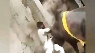 COW HIT THE MAN