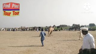 Desi dance of camles|for enjoyment