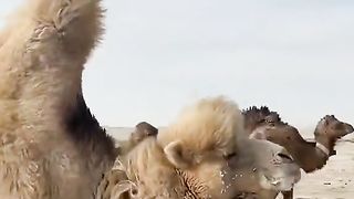 Camel is very interested scene