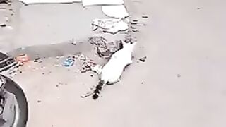 Cat hunting amazing