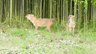 FOX sound