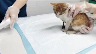 Doctor Cut off the Leg of Poor Kitten
