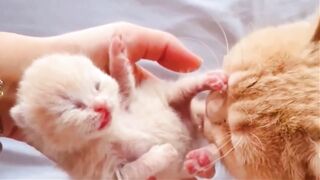 Cute Kittens 2021  Cute Kitten Video Compilations