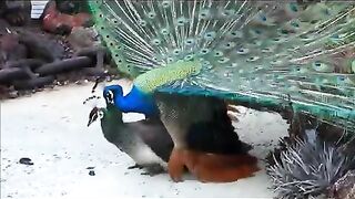 Peacock metting