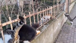 8 Male Cats chasing the Female Cat want to have the female cat by force