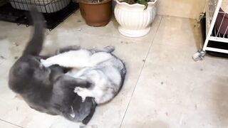 Bloody Cat  Fights  Angry Cats vs Cats
