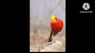 Beautiful Birds