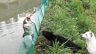 Bloody Cat and Dog Fights  Angry Cats vs Dogs