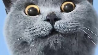 Cat is Magician