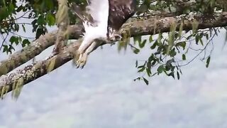 10_Most_Deadliest_Dangerous_Birds_In_The_World_Urdu