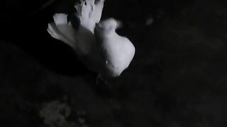 My gifted pigeons to one of my friends
