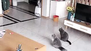 Funny cat fake death????❤????