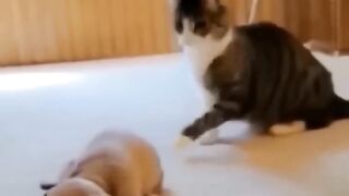 funny animals videos compilation best of years try not to laugh