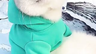 Lovely cat