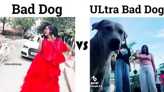 Bad ????Dog ???? ULtra Bad????Dog ???? | New Funny Video | 2023